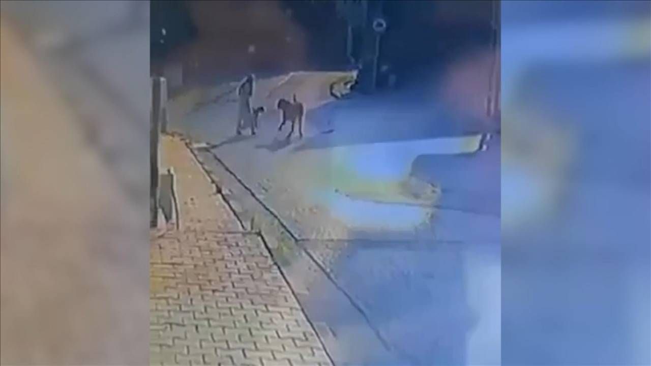 İstanbul'da yine başıboş köpek saldırısı!