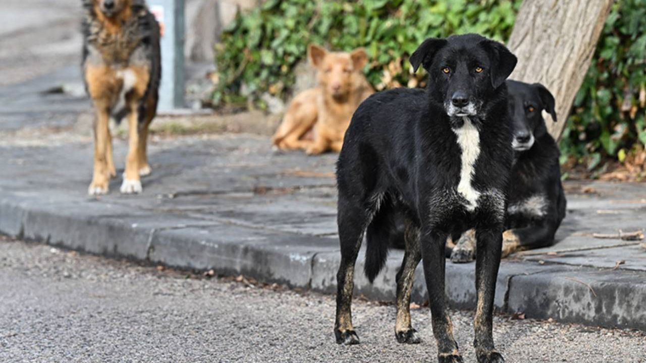 8 yaşındaki çocuk sevmek istediği sahipsiz köpeğin saldırısına uğradı