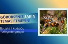 Bu Zehirli Kurbağa Türkiye'de Yaşıyor!