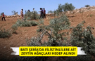 Batı Şeria’da Filistinlilere ait zeytin ağaçları hedef alındı
