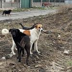 Şanlıurfa'da bir çocuğun sahipsiz köpeğin saldırısına uğramasıyla ilgili müfettiş görevlendirildi