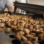 Kuru incirde 90 bin tonun üzerinde rekolte bekleniyor