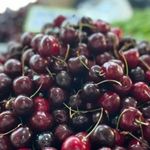 Yaş meyve ihracatında tarihi rekor