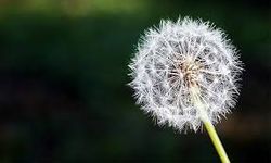 Enam suresi okumanın faziletleri nelerdir?