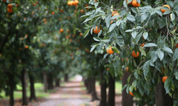 Türkiye’nin narenciye geliri 1,4 milyar doları aştı