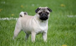 Pug Köpek Cinsi Evde Beslenir Mi, Özellikleri Nelerdir?