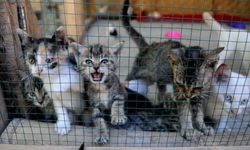 Kastamonu'da 'Sahipsiz Hayvanları Koruma Birliği' kurulacak