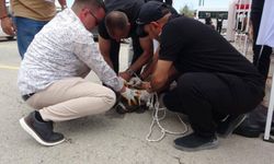 Malatya'da bir kadın pitbull saldırısına uğradı
