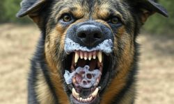 Köpekler iki şehirde dehşet saçtı: Biri çocuk biri yaşlı iki kişi yaralandı