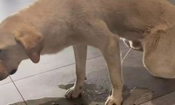 Başıboş köpek hastanenin ortasına tuvaletini yaptı