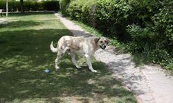 Eskişehir'de köpeğe şiddet uygulayan kişiye ev hapsi