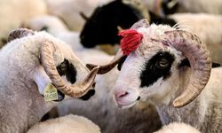 İslamda Kurban Nedir? Kurban İbadetinin Anlamı Ve Önemi Neler?