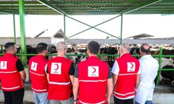 Kızılay kurbanlık fiyatları belli oldu