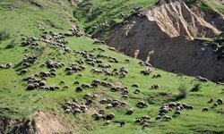 Bakanlıktan Kars'taki "mera yasağı" iddialarına yalanlama