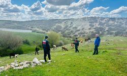 Yozgat'ta kaybolan büyükbaş hayvanlar jandarma tarafından bulundu
