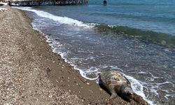 Çanakkale'de ölü caretta caretta sahile vurdu