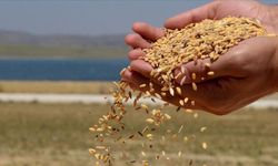 TMO, stoklarındaki buğdayı satışa sundu