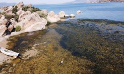 Suları çekilmeye başlayan Bafa Gölü'nde kirlilik yaşanıyor