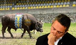Fenerbahçe'nin boğası bile kaybetti
