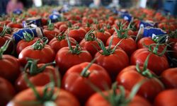 Türkiye'den geçen yıl 401 milyon dolarlık domates ihraç edildi