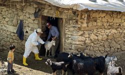 Tarım ve Orman Bakanlığı'ndan şap hastalığı açıklaması
