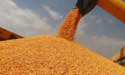 Mısır ithalatında arz güvenliğ için tarife kontenjanı açıldı