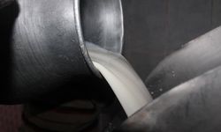 Toplanan inek sütü miktarı ekimde 895 bin 834 ton oldu