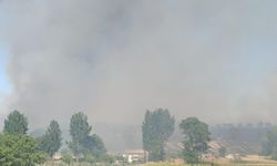 Edirne'de orman yangını