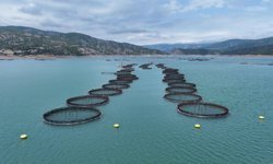 Mayıs Ayında Hangi Balıklar Taze ve Lezzetli?