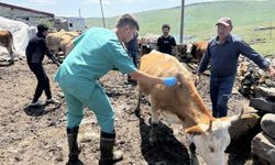 Hakkari'de şap hastalığına yönelik karantina tedbirleri kaldırıldı