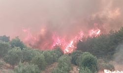 Denizli'de yanan alanlar 2 milyon 556 bin fidanla yeşillendirilecek