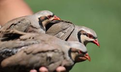 Siirt'te keklik avlayan 4 kişiye 75 bin 530 lira ceza kesildi