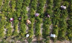 Bilecik'in tescilli 'Çukurören biberi'nin üretim alanı kuraklık nedeniyle azaldı