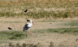 Göç yolculuğu başladı, Muş'taki sulak alanlar kuşlarla şenlendi