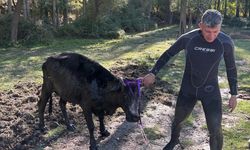 Isparta'da bataklığa saplanan büyükbaş hayvan kurtarıldı