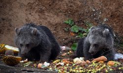 Kara yolu kenarını mesken edinen ayı yavrularını bölge sakinleri besliyor