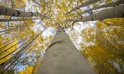Tunceli'nin zirvelerindeki ormanlar güz renklerine büründü