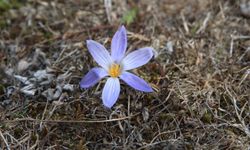Yayladan dönüşün habercisi 'vargit' çiçekleri Ilgaz Dağı'nı süsledi