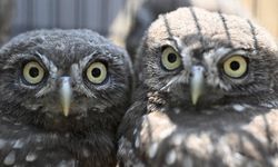 DMKP, 13 yılda yaklaşık 73 bin hayvanı tedavi ederek doğaya saldı