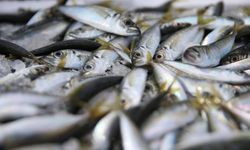 İstanbul'da ocak ayında istavrit hamsiden tahtını aldı