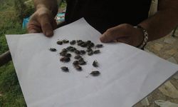 Kokarcalara karşı zorlu mücadele