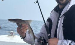 Berberin oltasına yavru köpek balığı takıldı