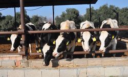 Muğla'da şap hastalığı! 11 mahalle karantinaya alındı