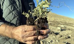 Ardahan'ın meraları tuz çalısı bitkisiyle zenginleştiriliyor
