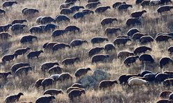 Kars yaylalarındaki göçerlerin dönüş yolculuğu devam ediyor