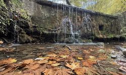 Tekirdağ'da sonbahar renklerine bürünen ormanlar doğa tutkunlarını bekliyor