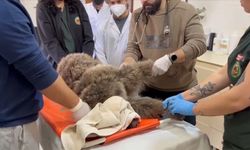 Kars'ta bulunan yaralı bozayının tedavisine başlandı