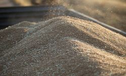 TİGEM 2 bin ton buğday satacak