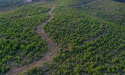 Bursa'da yanan ormanlık alanlar yeniden yeşeriyor