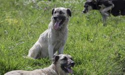 Bir şehirde sokak hayvanlarının tamamı toplandı!